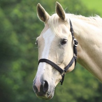 SHIRES Недоуздок "Wessex", COB, черный